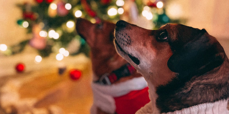 mascotas en navidad mirando hacia arriba