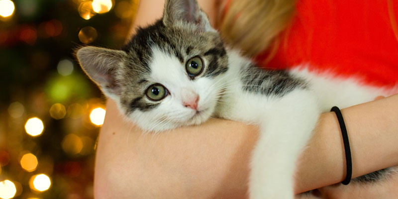 gato en brazos mascotas en navidad