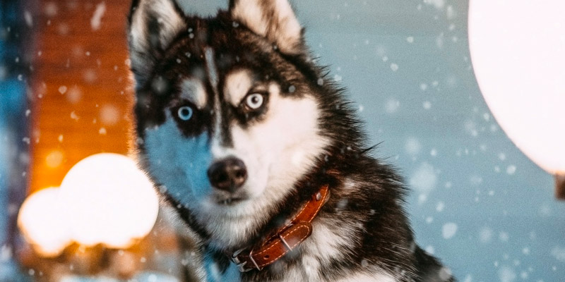 perro siberiano