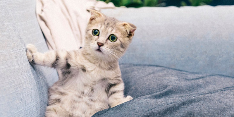 gato sentado en un sillón