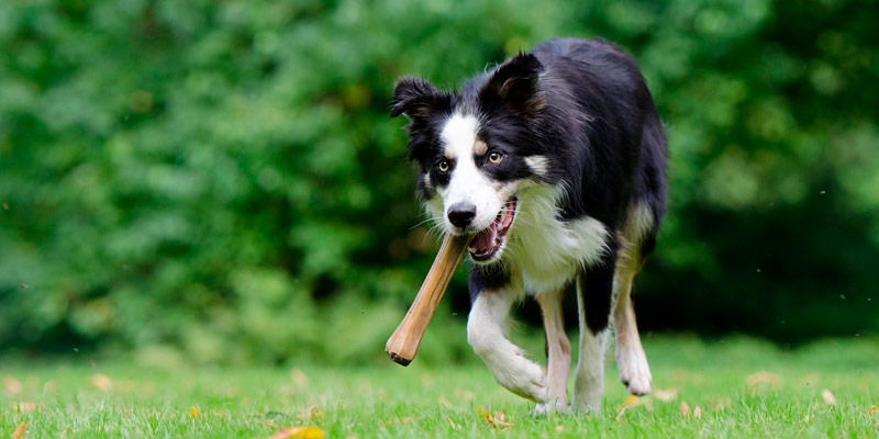 border collie corriendo con hueso en el hocico