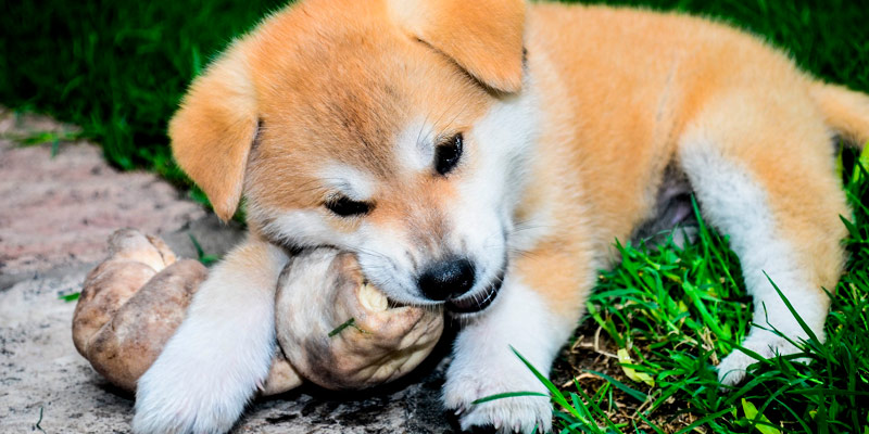 cachorro masticando hueso