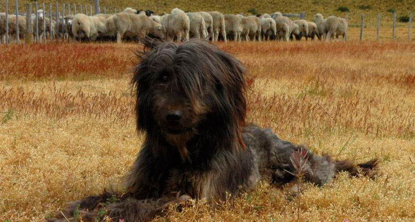 Conoce las dos nuevas razas de perros: ¡una es chilena!