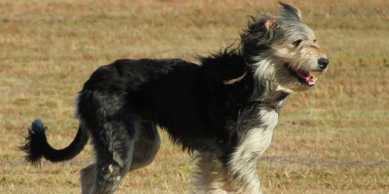 nueva raza de perro ovejero magallánico