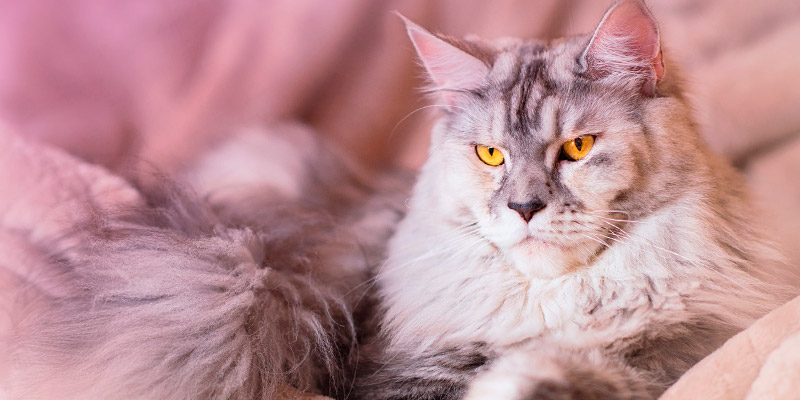 gato maine coon reposando