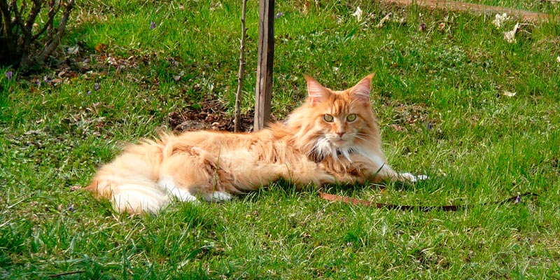gato maine coon acostado en el pasto