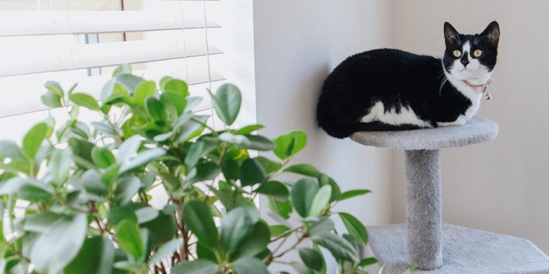 gato en rascador al lado de una planta