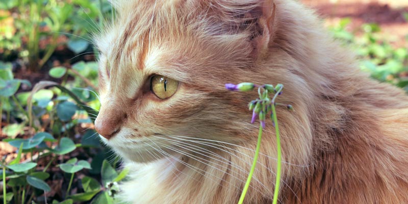 gato al lado de una planta
