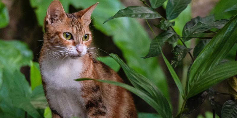 gato entremedio de plantas