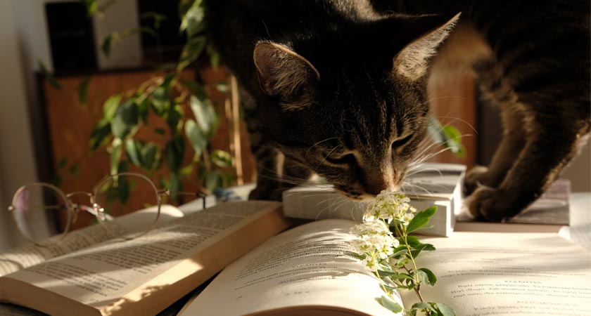 10 plantas buenas para los gatos (o cat friendly)