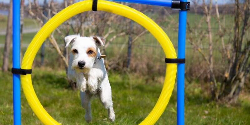 perro saltando por aro de agility