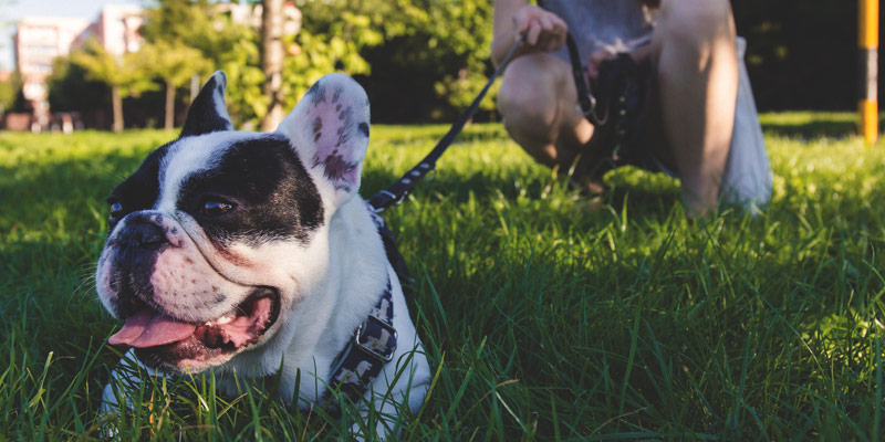 perro raza bulldog francés blanco con negro en el pasto