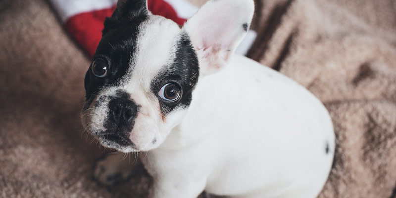 cachorro raza bulldog francés blanco con negro