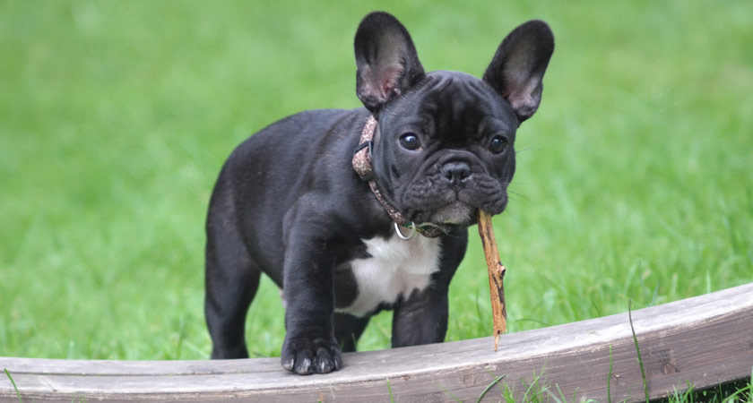 Bulldog francés: conoce a este pequeño galán