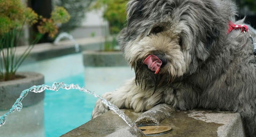 La importancia del agua para los perros