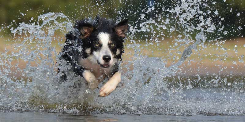 perro saltando en el agua