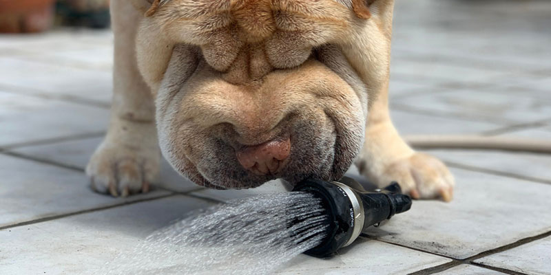 shar pei tomando agua de una regadera