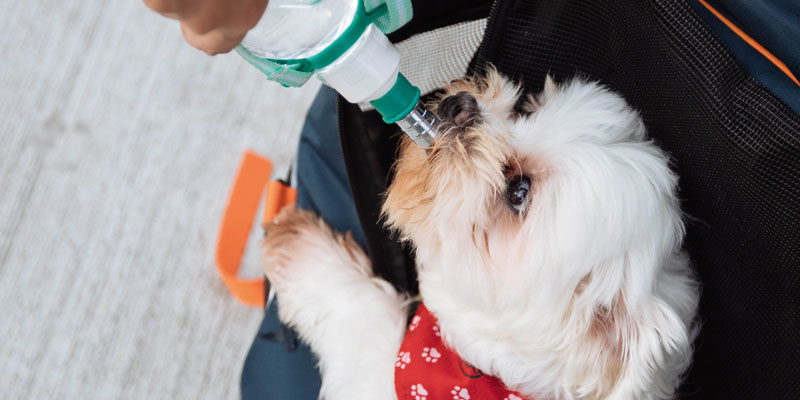 perro tomando agua de botella