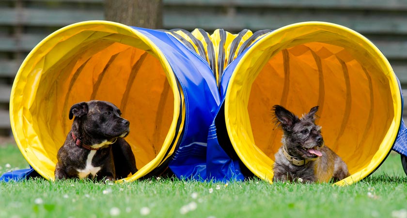 Zamora estrena un superparque canino 'Agility' para los perros