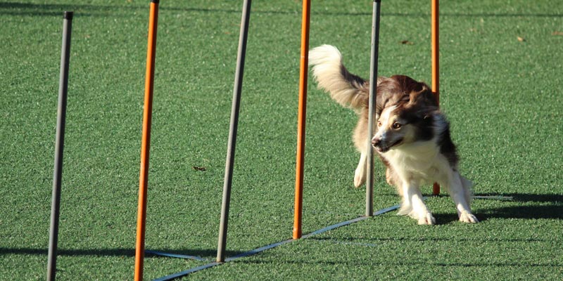 perro esquivando vallas en agility