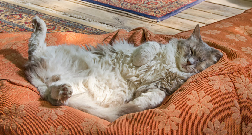 Viscoso conformidad En segundo lugar Por qué mi gato tiembla cuando duerme? | Fanáticos de las mascotas