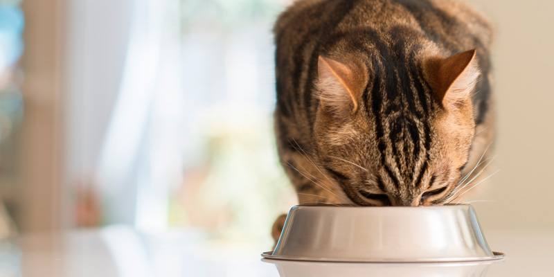 gato comiendo en comedero metálico