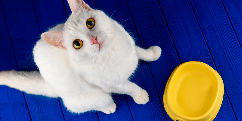 gato blanco con comedero amarillo con fondo azul