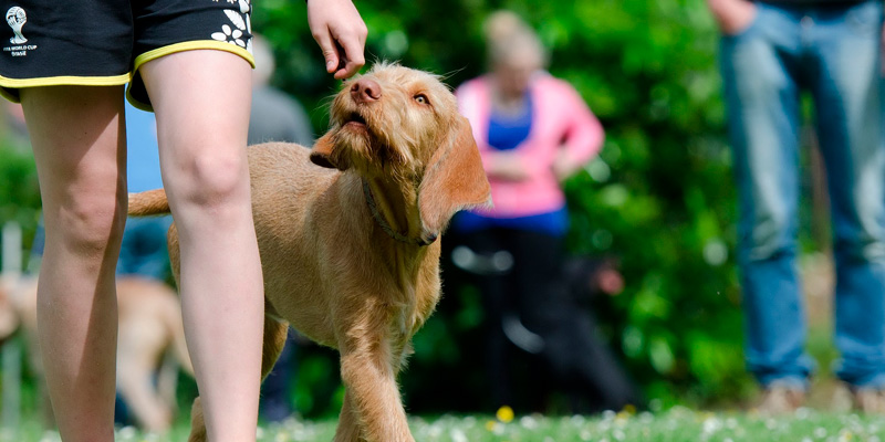 perro recibiendo adiestramiento canino