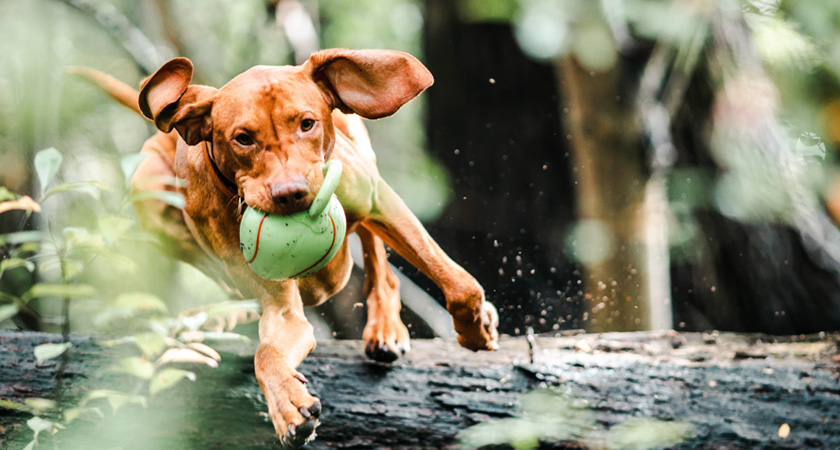 ¡Vuelta a clases peluda! Para qué sirve el adiestramiento canino