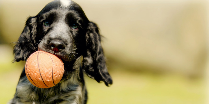 perro sujetando pelota en el hocico gracias al adiestramiento canino