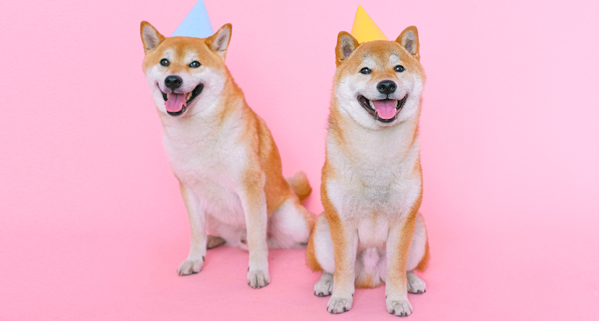 Shiba Inu: esponjosa ternura oriental