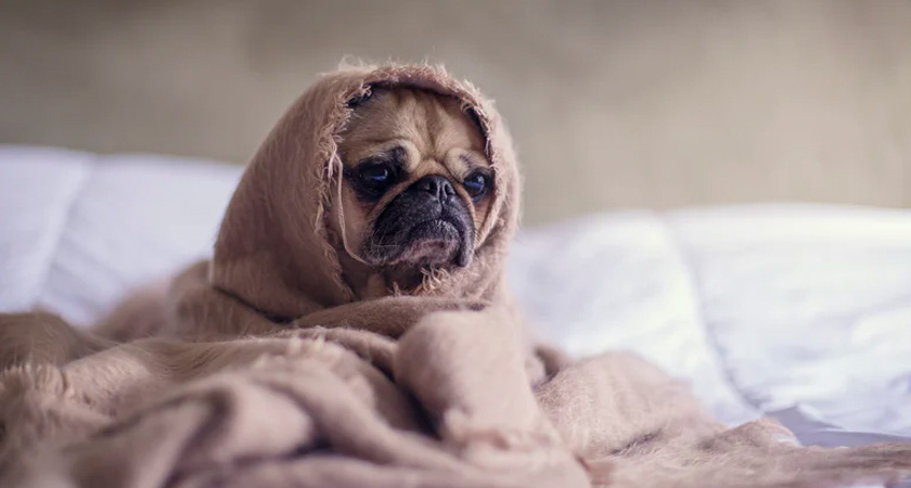 ¡Revisa cada año las vacunas para tu perro! Mira cuáles necesita