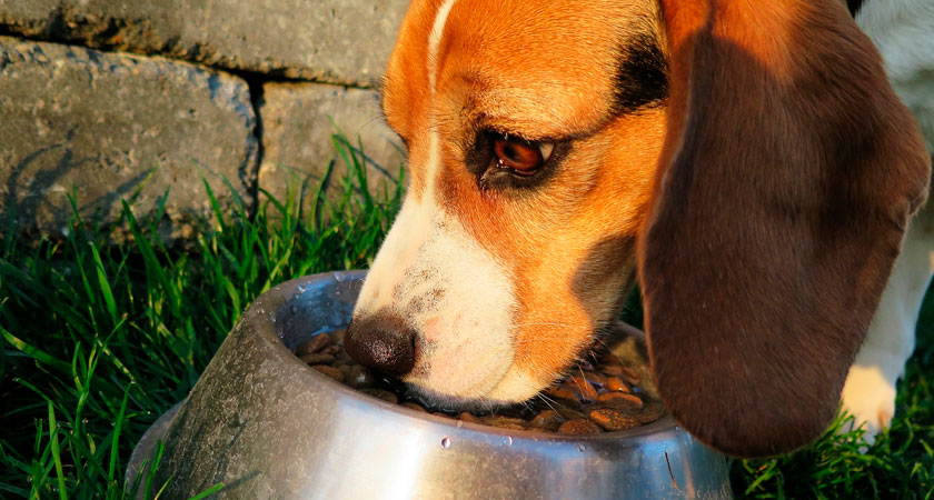 Lo último en comederos: ¿cuál es el más adecuado para tu perro?