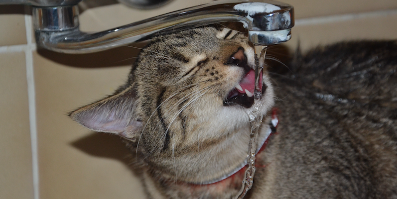 Gato tomando agua directamente de la llave de la cocina