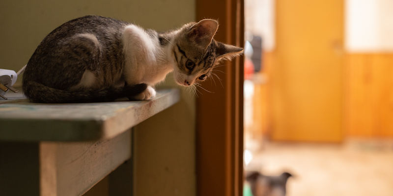 Gato sobre mesón de cocina