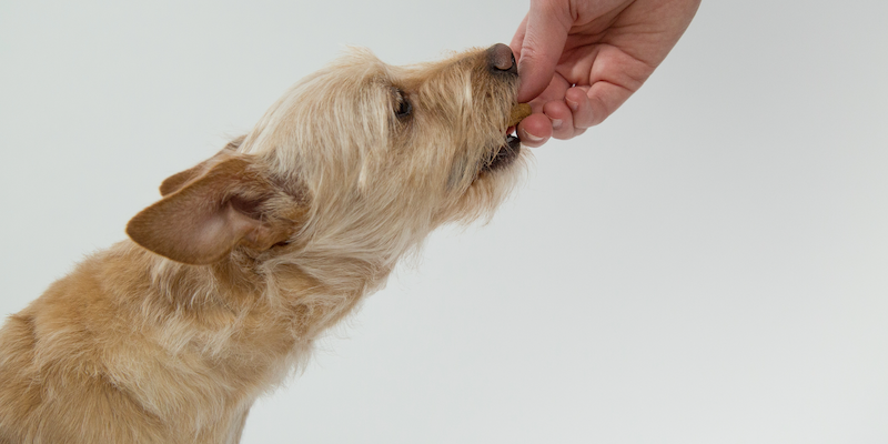 Perro mediano de pelaje rubio recibiendo un premio por hacer un truco