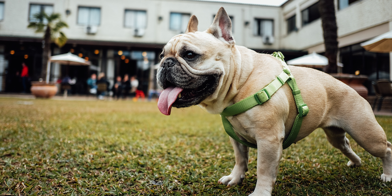 Bulldog francés de pelaje rubio de paseo con arnés