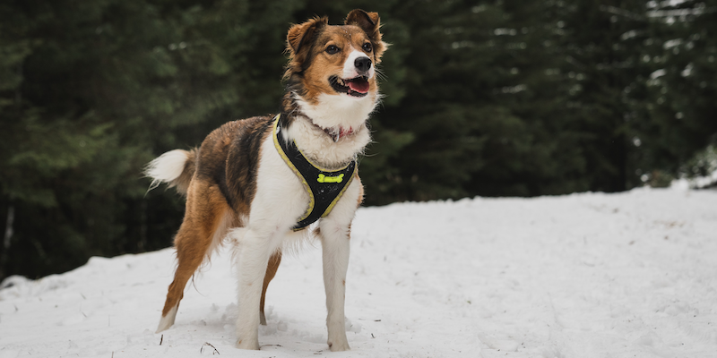 Perro con arnés en la nieve