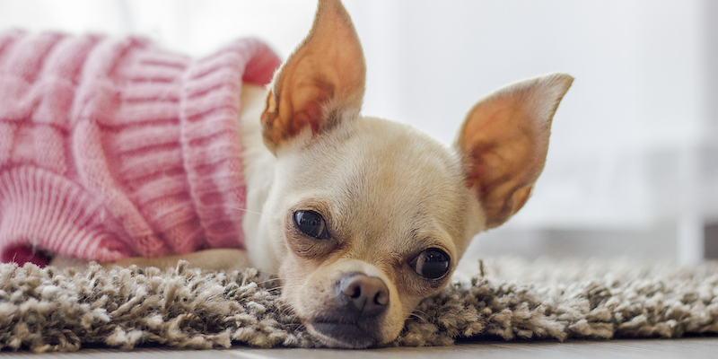 Perro chihuahua café claro con un sweater rosa acostado sobre una alfombra