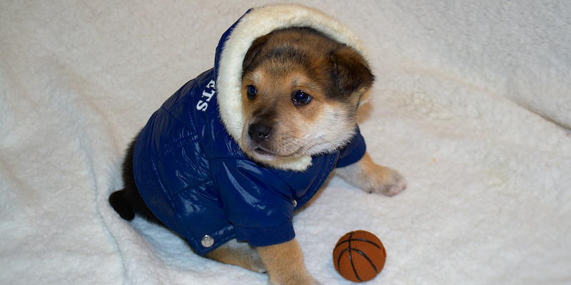 Un perro cachorro con una parka azul y chiporro, muy abrigado sobre una cama blandita con una pequeña pelota de juguete