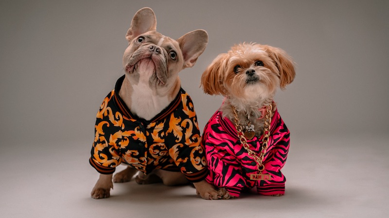 escándalo Desfavorable equipo Es necesario ponerles ropa para perro en invierno? | Fanáticos de las mascotas escándalo Desfavorable equipo Es necesario ponerles ropa para perro en invierno? | Fanáticos de las mascotas
