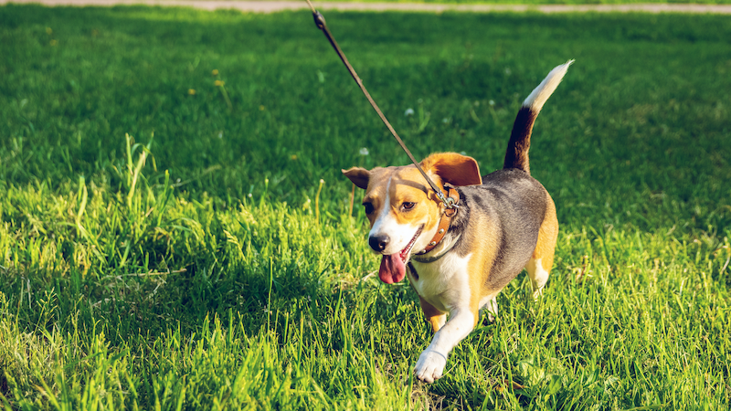 ¿Qué tiene que tener un buen paseo para los perros?