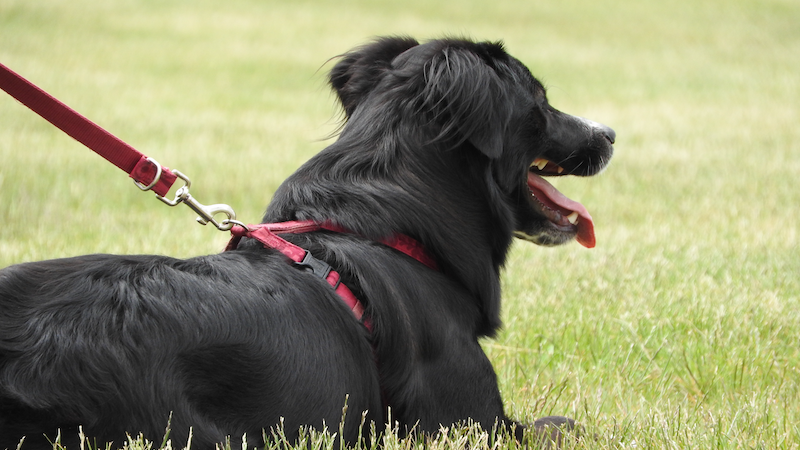 Paseos con arnés: ¿cuál es el mejor para mi perro?