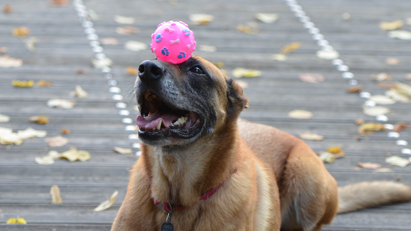 2 trucos para perros: el juego del vaso y el truco del equilibrio