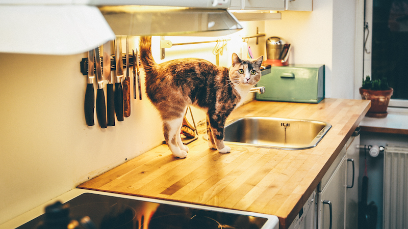 ¿Cómo evitar que un gato se suba a la mesa de la cocina?