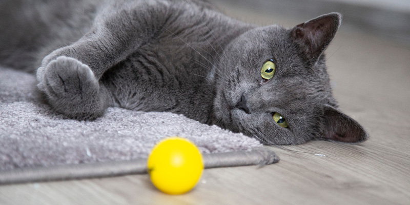 gato gris recostado en el piso junto a una pelota amarilla