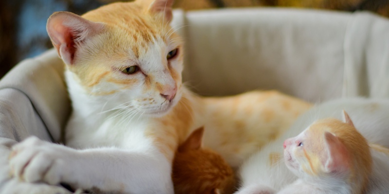 gatita amarilla acostada con gatita amarilla bebé mirándose