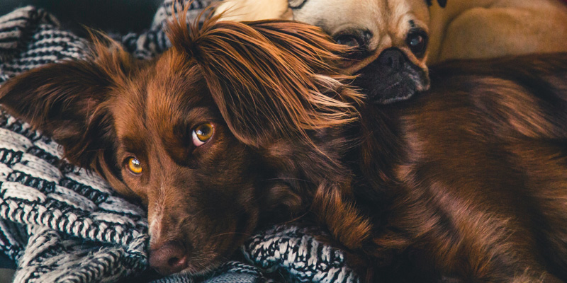 dos perros recostados juntos mirando hacia la cámara