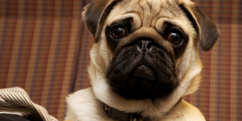 rostro en primer plano de un perro pug