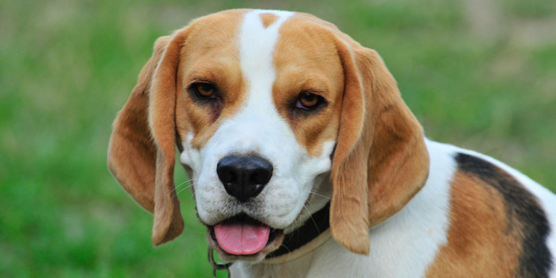 perro beagle adulto mirando hacia la cámara